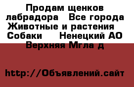 Продам щенков лабрадора - Все города Животные и растения » Собаки   . Ненецкий АО,Верхняя Мгла д.